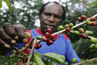 Petani kopi Wamena Papua sedang memetik buah kopi.